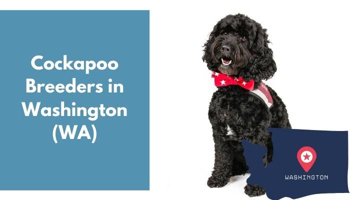 Cockapoo Breeders in Washington WA