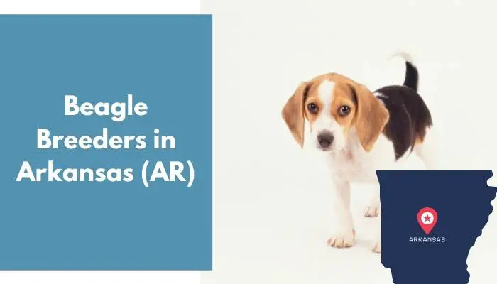Beagle Breeders in Arkansas AR