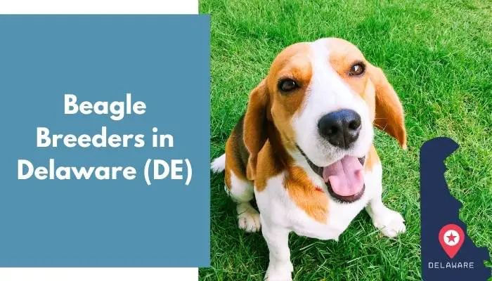 Beagle Breeders in Delaware DE