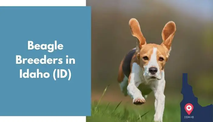 3 Beagle Breeders in Idaho (ID) | Beagle Puppies for Sale