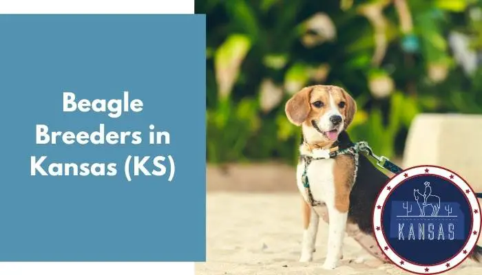 Beagle Breeders in Kansas KS