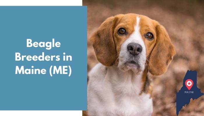 Beagle Breeders in Maine ME