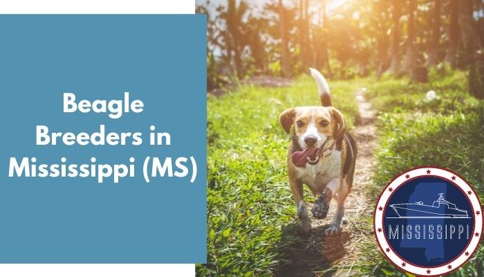 Beagle Breeders in Mississippi MS