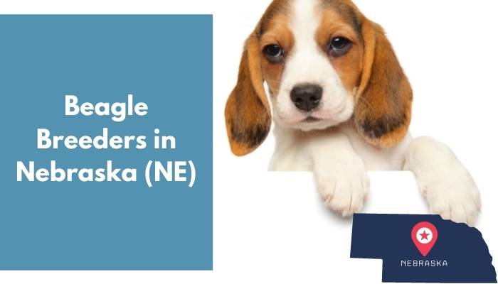 Beagle Breeders in Nebraska NE