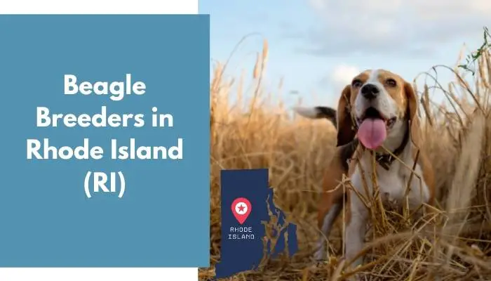 Beagle Breeders in Rhode Island RI