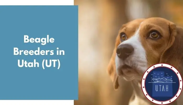 Beagle Breeders in Utah UT