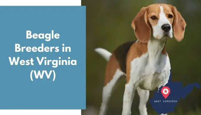 Beagle Breeders in West Virginia WV