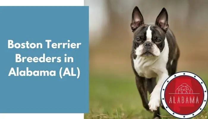 4 Boston Terrier Breeders in Alabama (AL) - AnimalFate