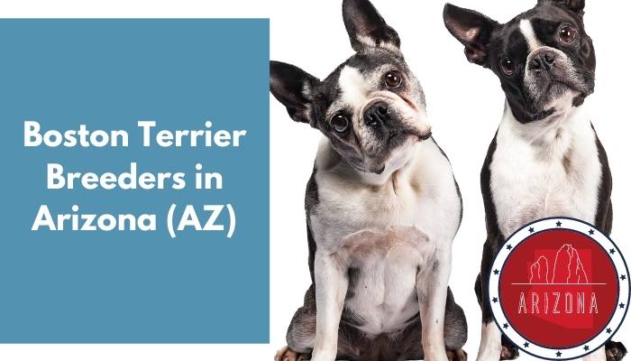 Boston Terrier Breeders in Arizona AZ