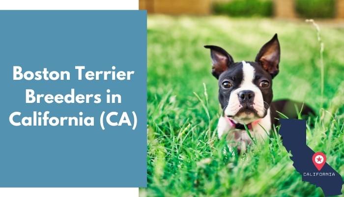 Boston Terrier Breeders in California CA