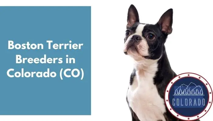 Boston Terrier Breeders in Colorado CO