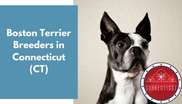 Boston Terrier Breeders in Connecticut CT