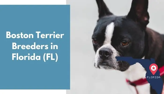 Boston Terrier Breeders in Florida FL