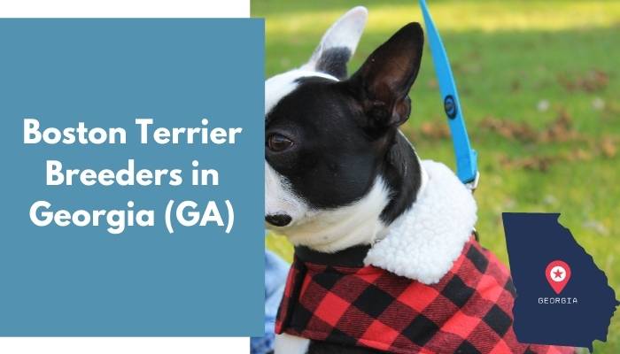 Boston Terrier Breeders in Georgia GA