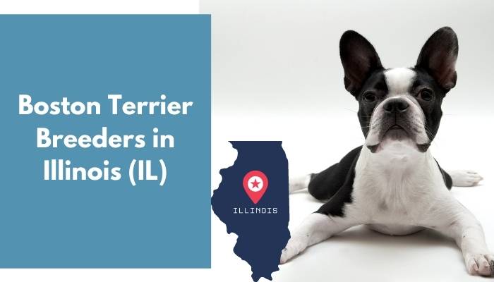 Boston Terrier Breeders in Illinois IL