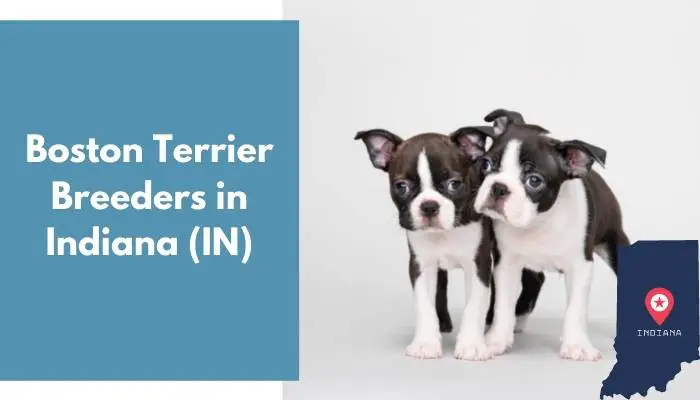 Boston Terrier Breeders in Indiana IN