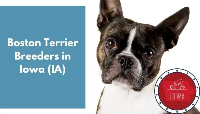 Boston Terrier Breeders in Iowa IA