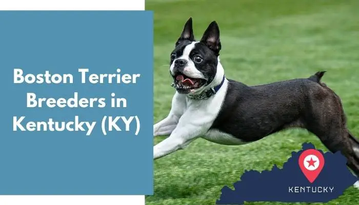 Boston Terrier Breeders in Kentucky KY