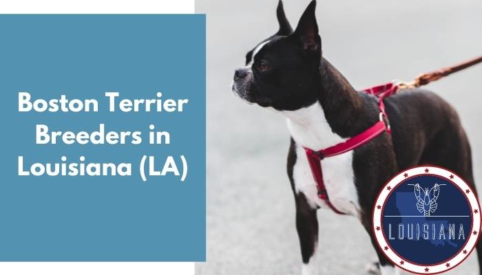 Boston Terrier Breeders in Louisiana LA