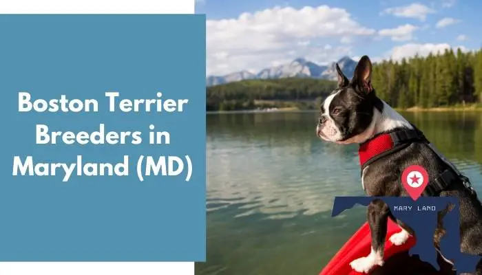 Boston Terrier Breeders in Maryland MD