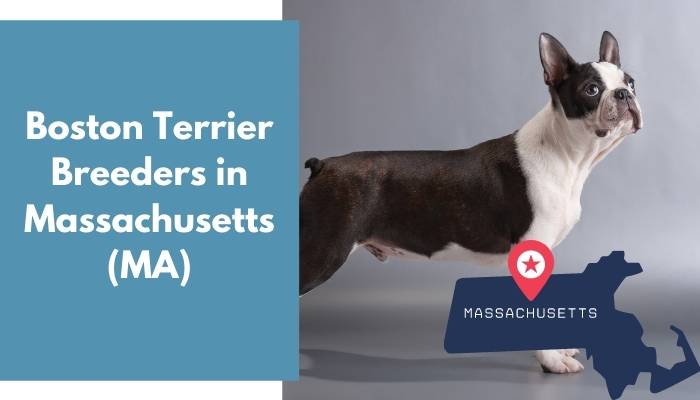 Boston Terrier Breeders in Massachusetts MA