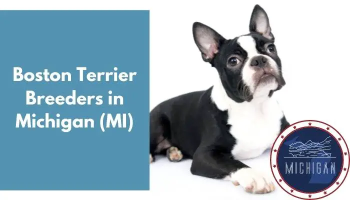 Boston Terrier Breeders in Michigan MI