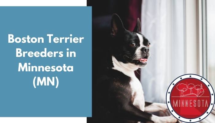 Boston Terrier Breeders in Minnesota MN