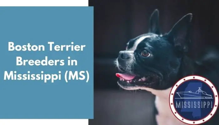 Boston Terrier Breeders in Mississippi MS