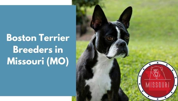 Boston Terrier Breeders in Missouri MO