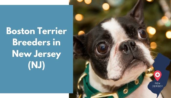 Boston Terrier Breeders in New Jersey NJ