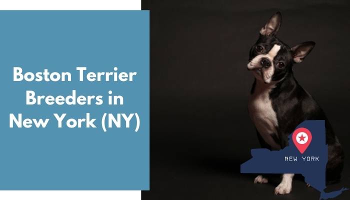 Boston Terrier Breeders in New York NY