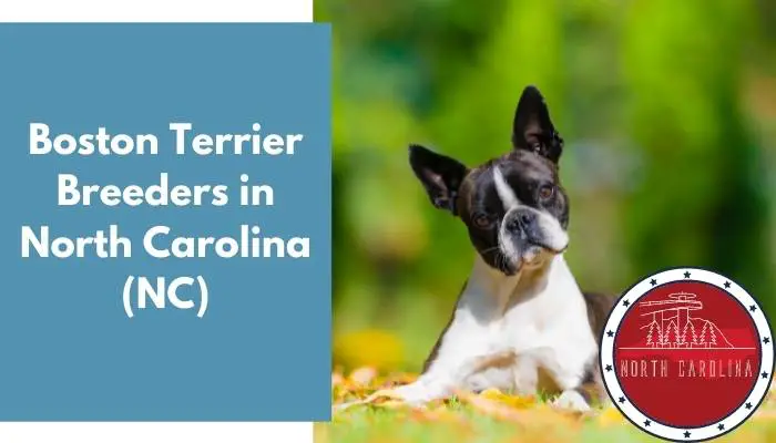 12 Boston Terrier Breeders in North Carolina (NC) - AnimalFate