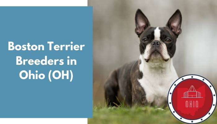 Boston Terrier Breeders in Ohio OH