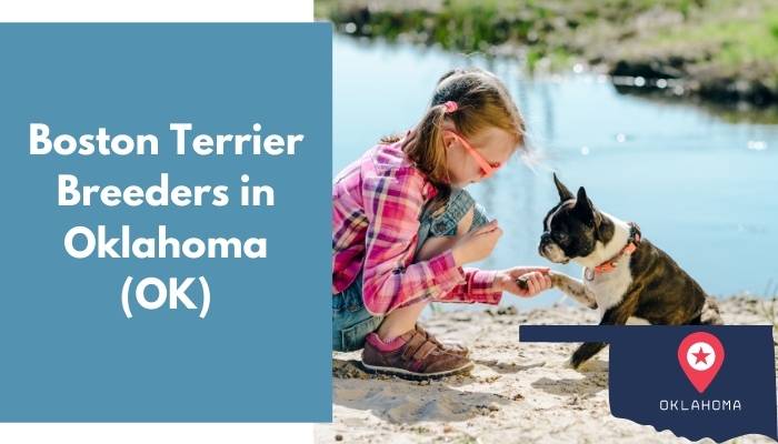 Boston Terrier Breeders in Oklahoma OK