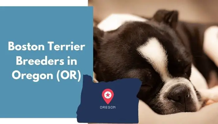 Boston Terrier Breeders in Oregon OR