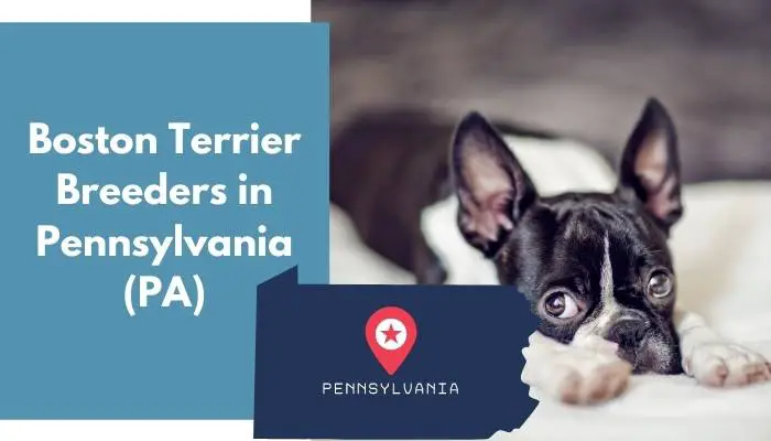 Boston Terrier Breeders in Pennsylvania PA