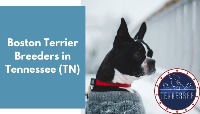 Boston Terrier Breeders in Tennessee TN
