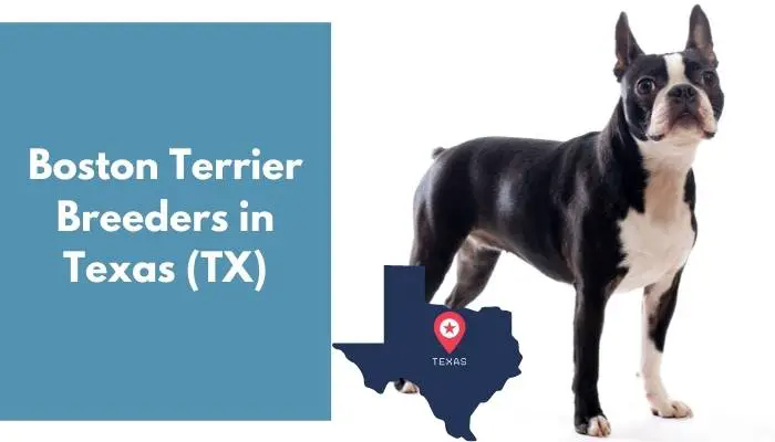 Boston Terrier Breeders in Texas TX