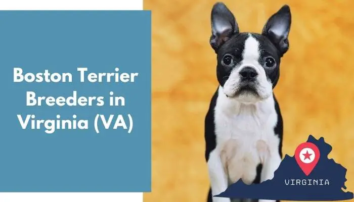 Boston Terrier Breeders in Virginia VA