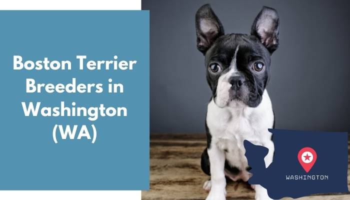 Boston Terrier Breeders in Washington WA