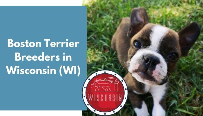 Boston Terrier Breeders in Wisconsin WI