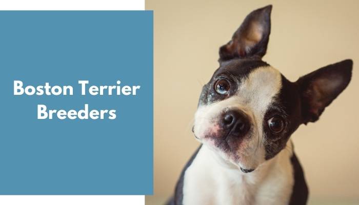 Boston Terrier Breeders