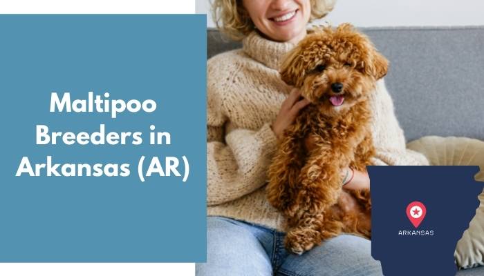 Maltipoo Breeders in Arkansas AR