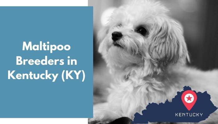 Maltipoo Breeders in Kentucky KY