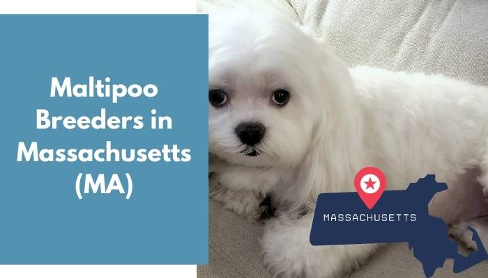 Maltipoo Breeders in Massachusetts MA