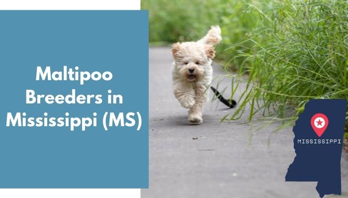 Maltipoo Breeders in Mississippi MS