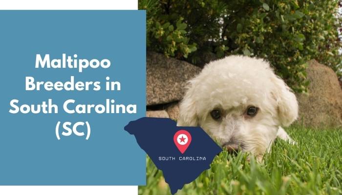 Maltipoo Breeders in South Carolina SC