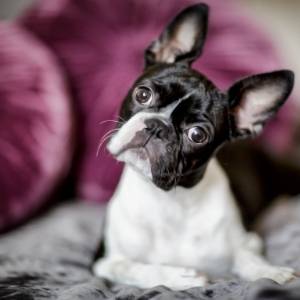 boston terrier breeders category