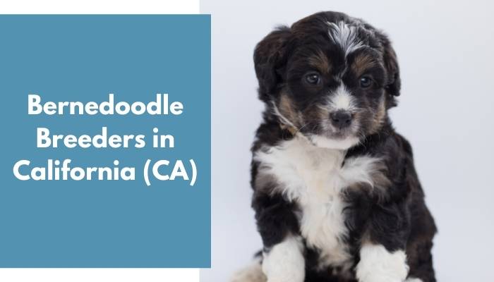 Bernedoodle Breeders in California CA