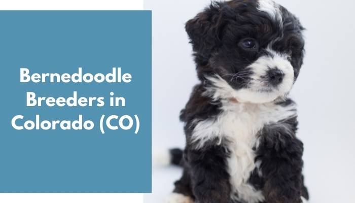 Bernedoodle Breeders in Colorado CO